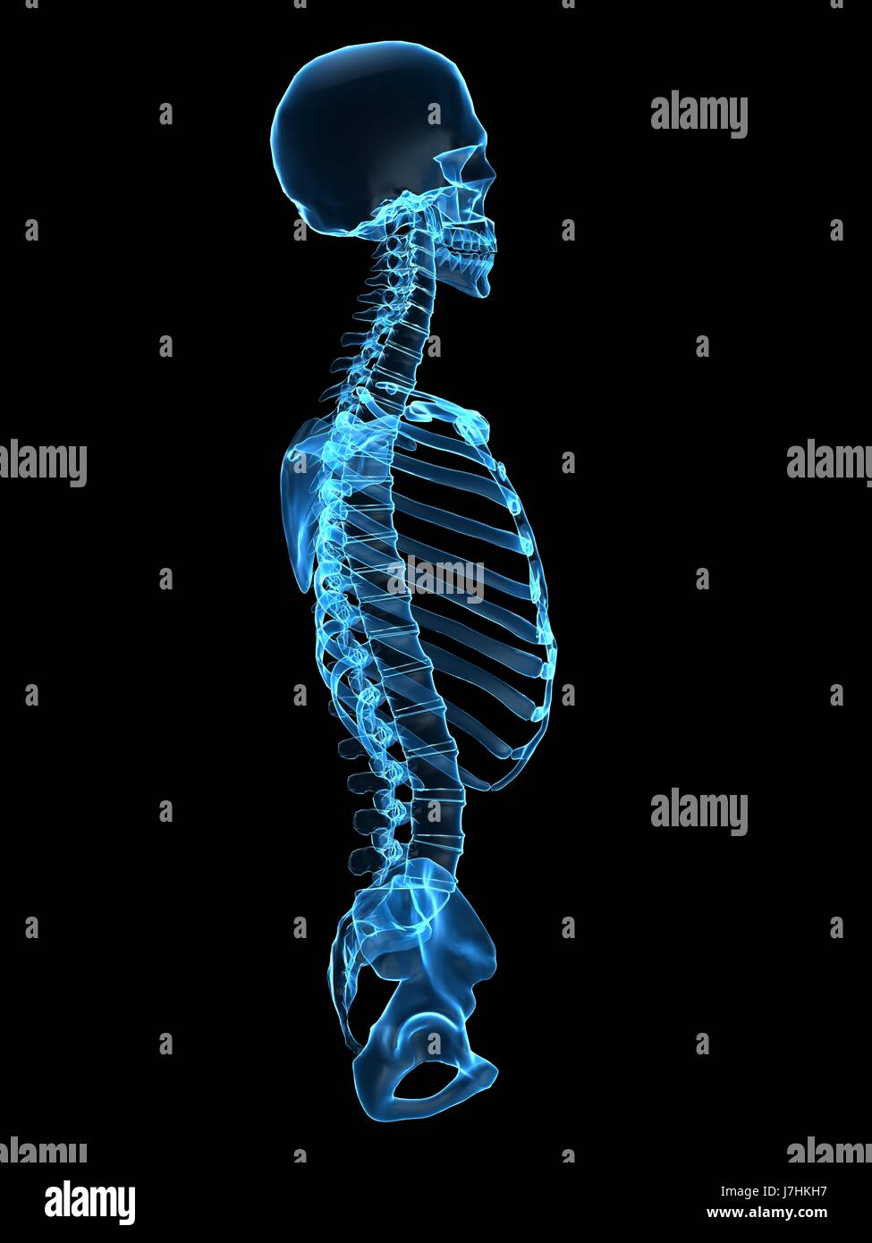 La salute umana essendo umano anatomia dello scheletro della colonna vertebrale mal di schiena, artrite osteoporosi Foto Stock