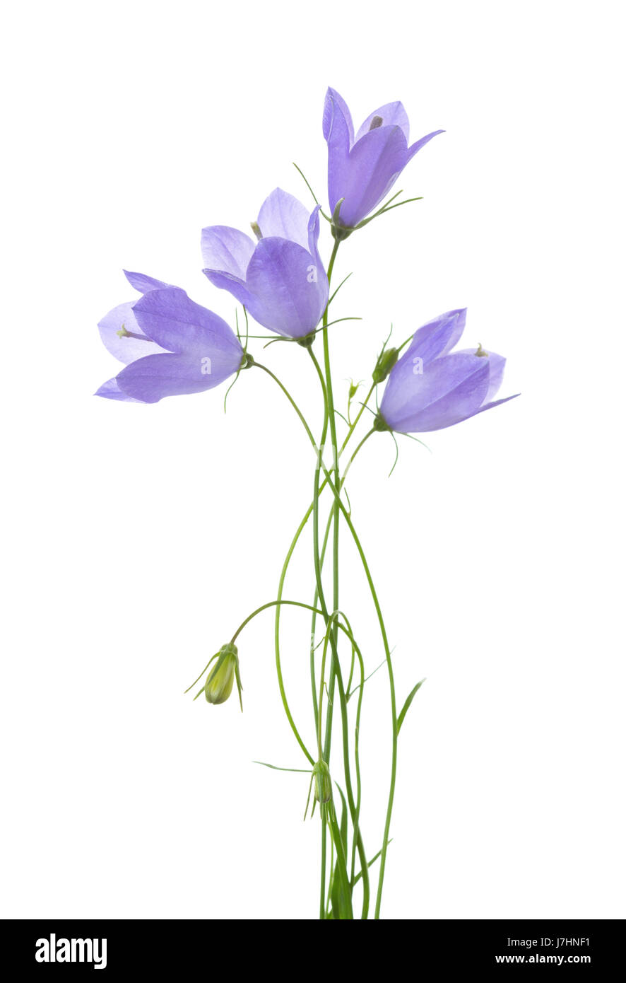 Quattro campanule isolato su bianco. Foto Stock