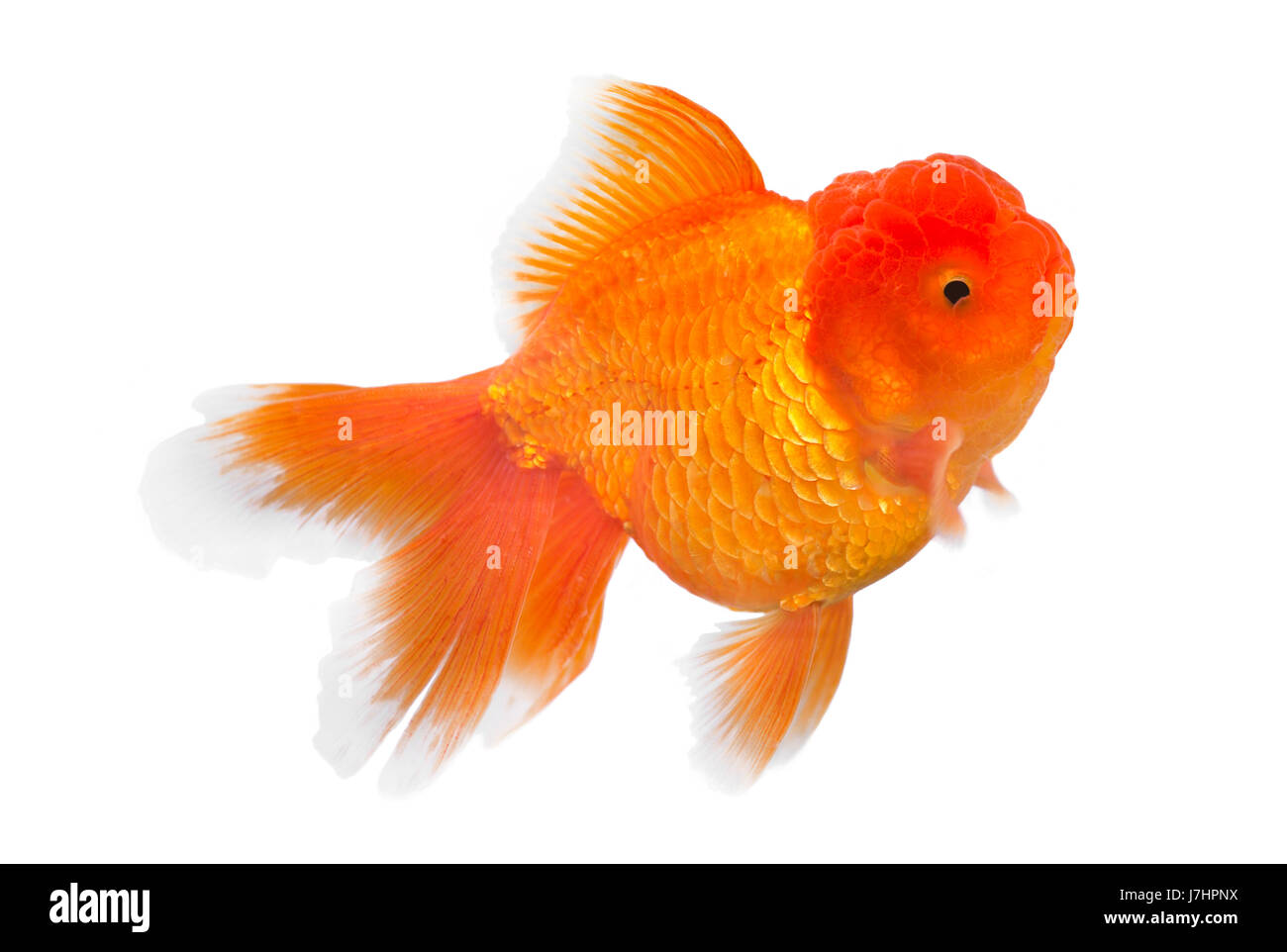 Isolate i pesci freschi acqua acqua goldfish giallo arancione isolato acquario pet Foto Stock