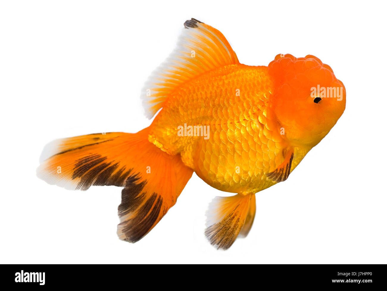 Il pesce nero jetblack swarthy nero profondo goldfish orange isolato acquario pet Foto Stock