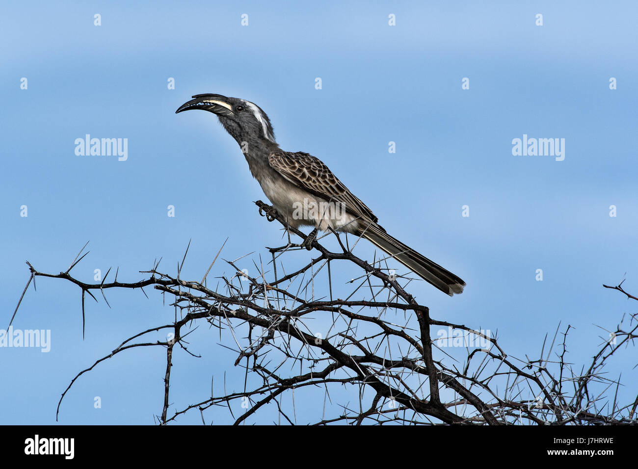 Bucero grigio (Lophoceros nasutus), grigio africano Hornbill Foto Stock