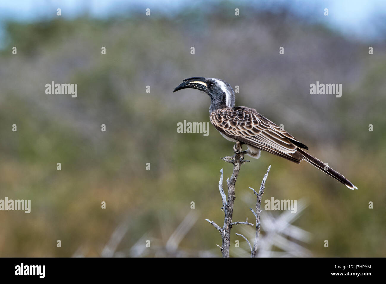 Bucero grigio (Lophoceros nasutus), grigio africano Hornbill Foto Stock