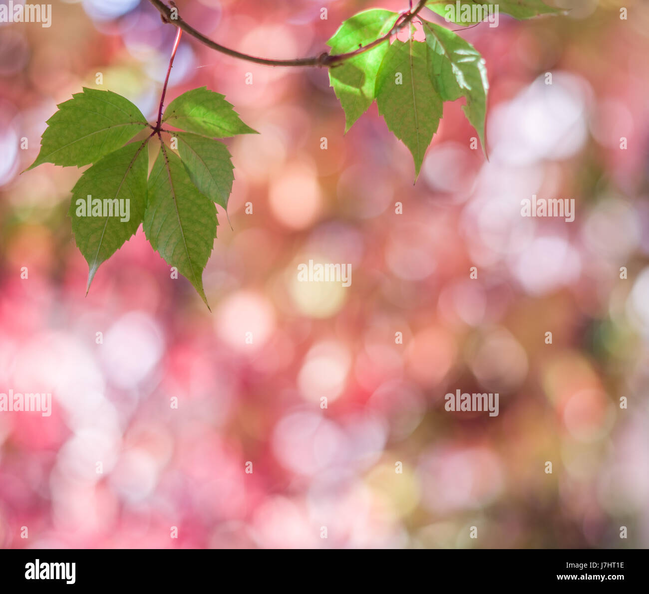 Sfocato foglie rosse. La natura dello sfondo. Foto Stock