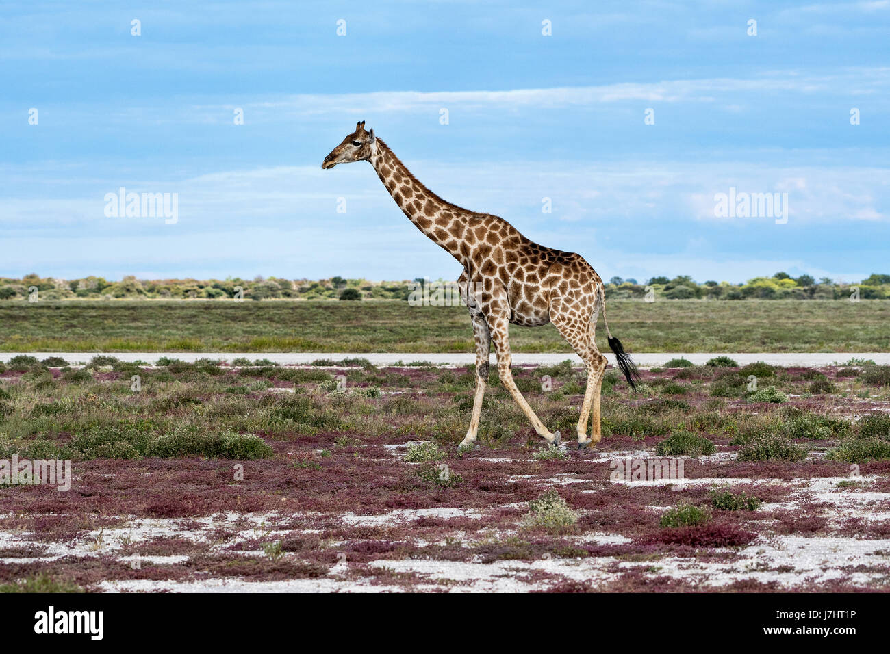 Giraffa sudafricana (Giraffa giraffa giraffa), Giraffe meridionale Foto Stock