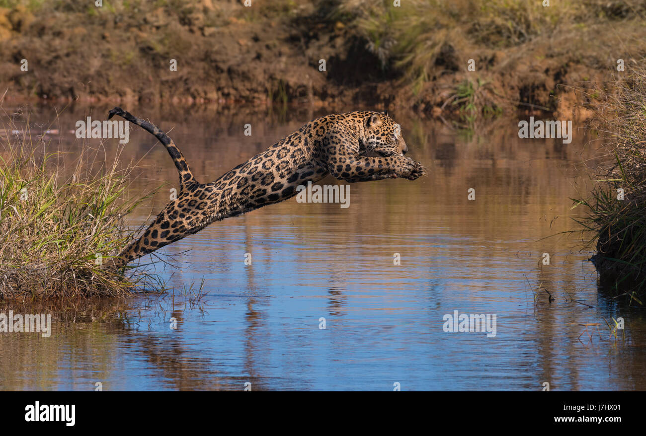 Una Jaguar passa attraverso un corpo di acqua Foto Stock