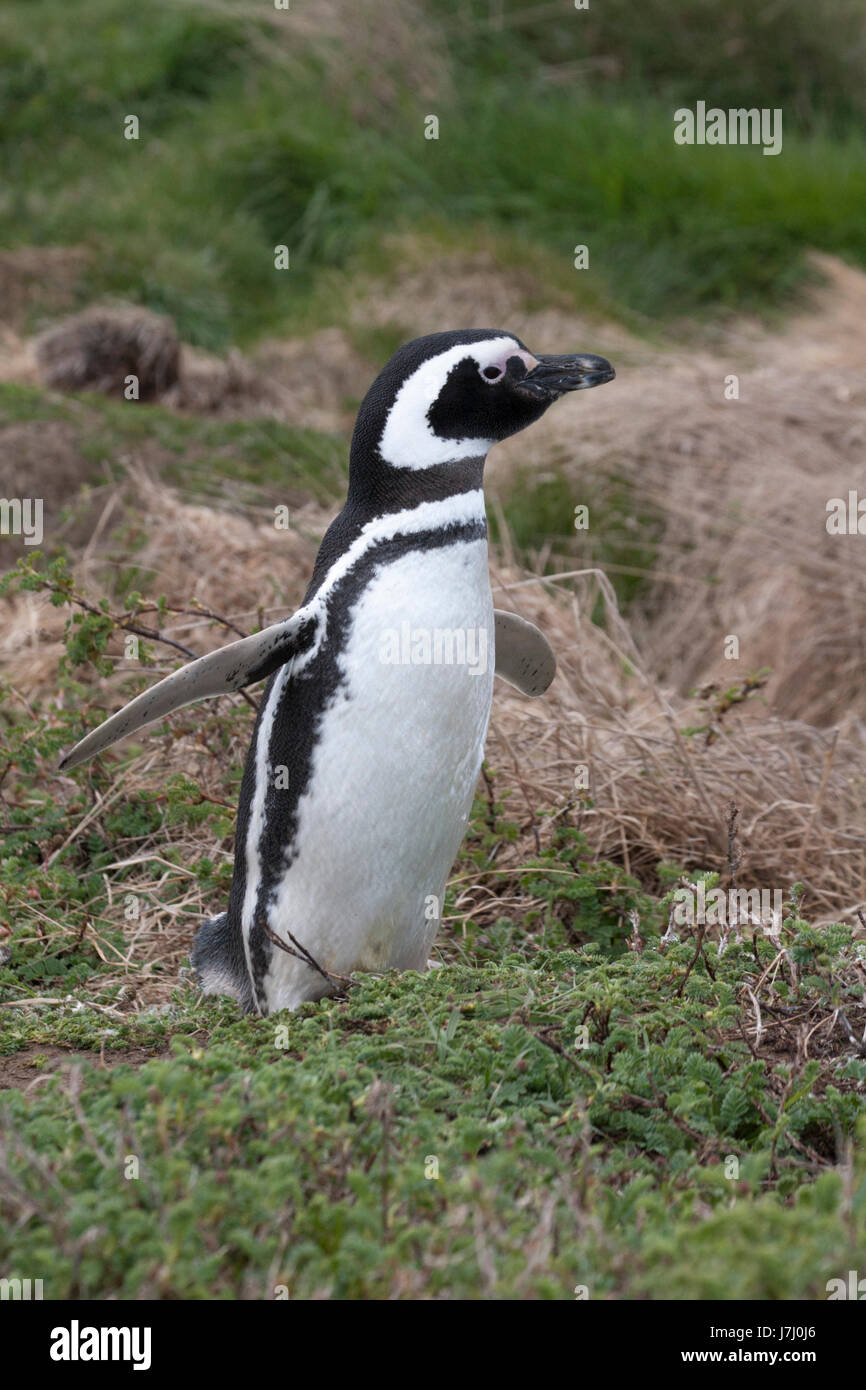 Pinguino magellanico alla colonia di seno Otway in Patagonia, Cile Foto Stock