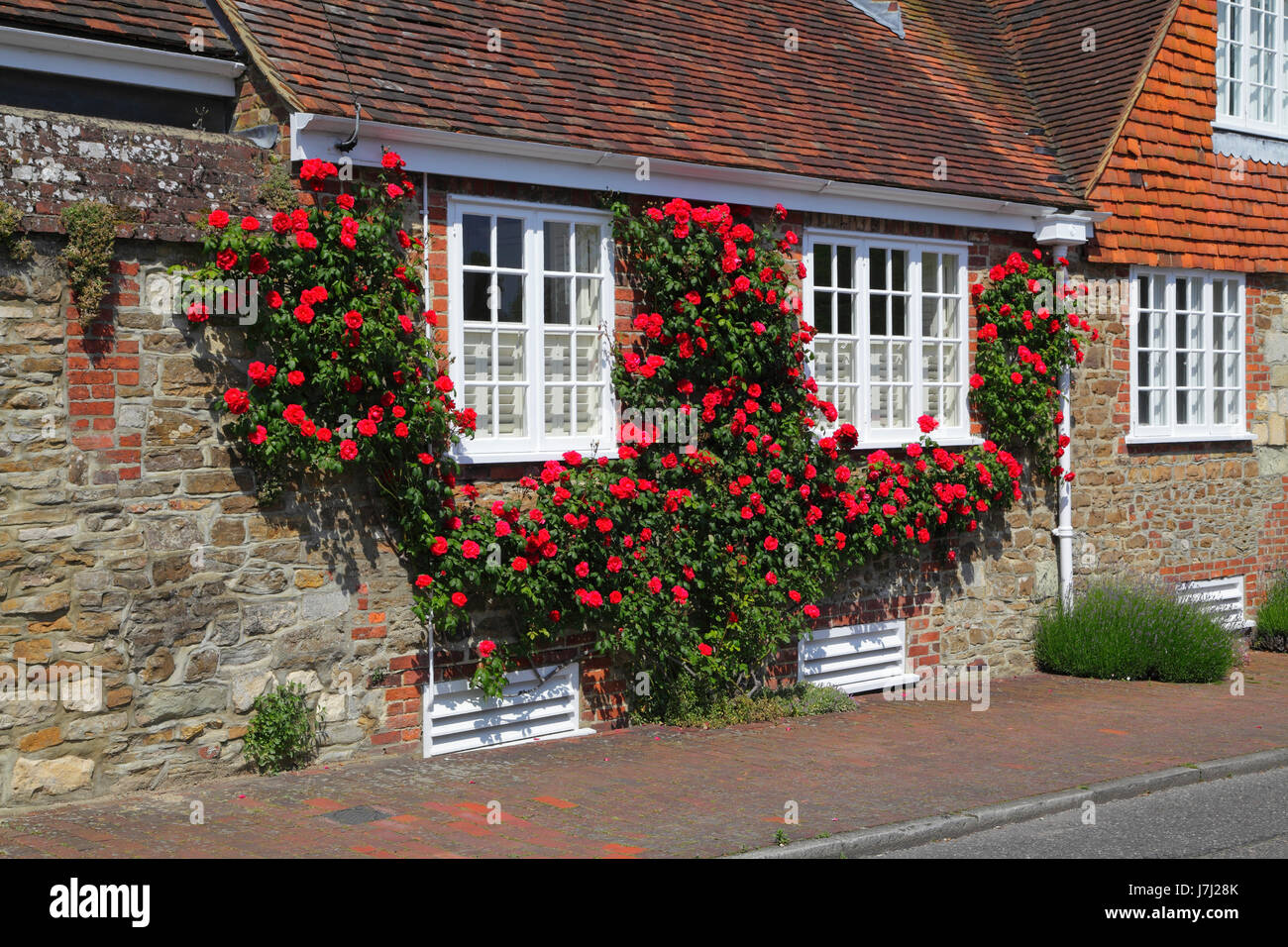 Rose rosse garlanding windows in Winchelsea, East Sussex, Regno Unito, GB Foto Stock