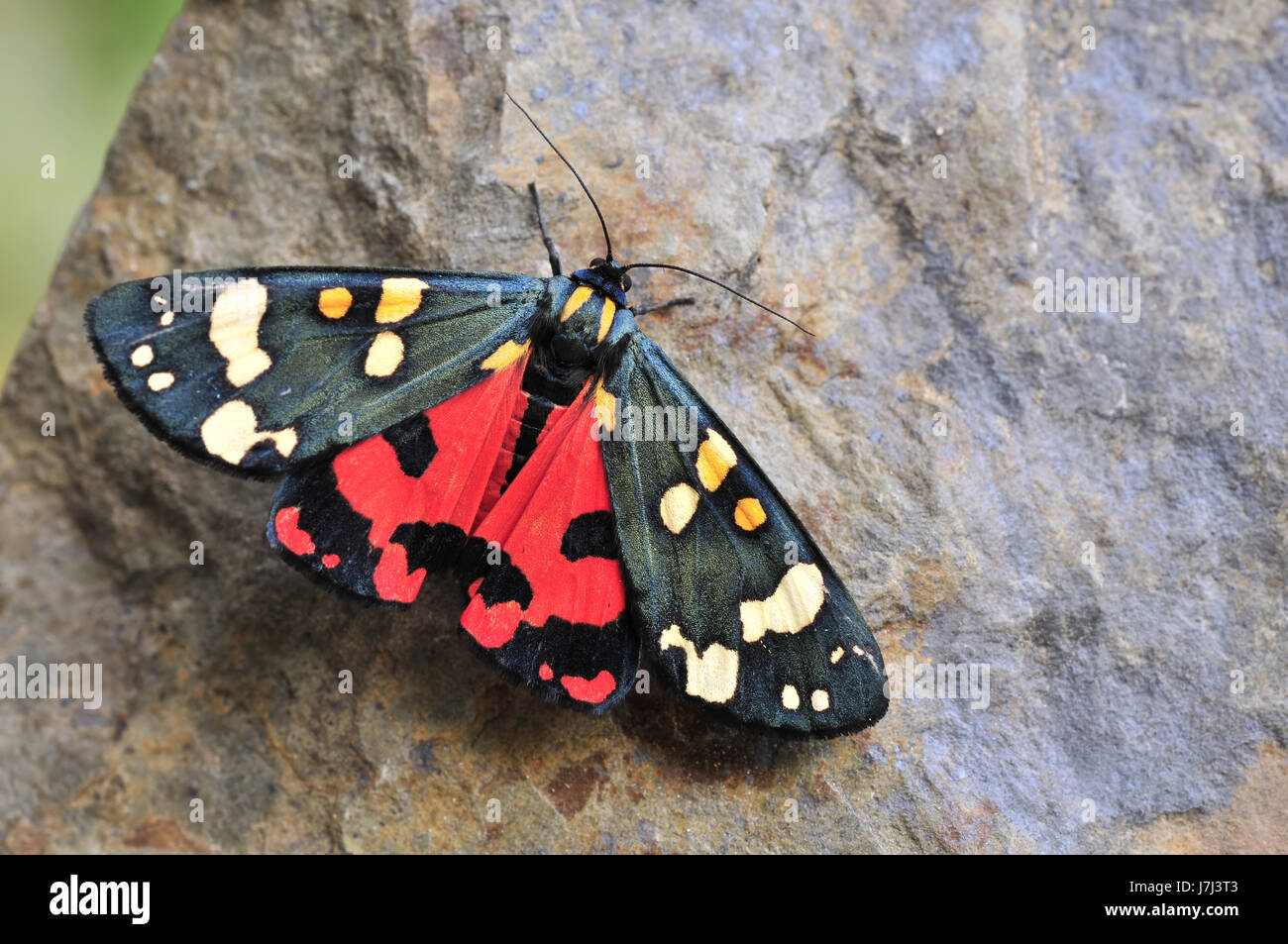Farfalla insetto moth macro close-up di ammissione macro close up visualizza dettagli park Foto Stock