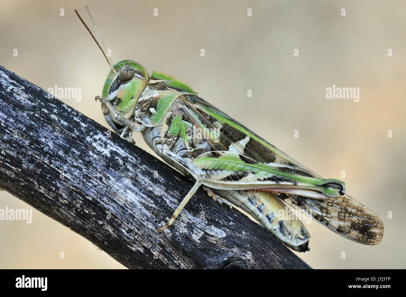 Insetti animali macro close-up di ammissione macro close up visualizza dettagli giardino parcheggio Foto Stock