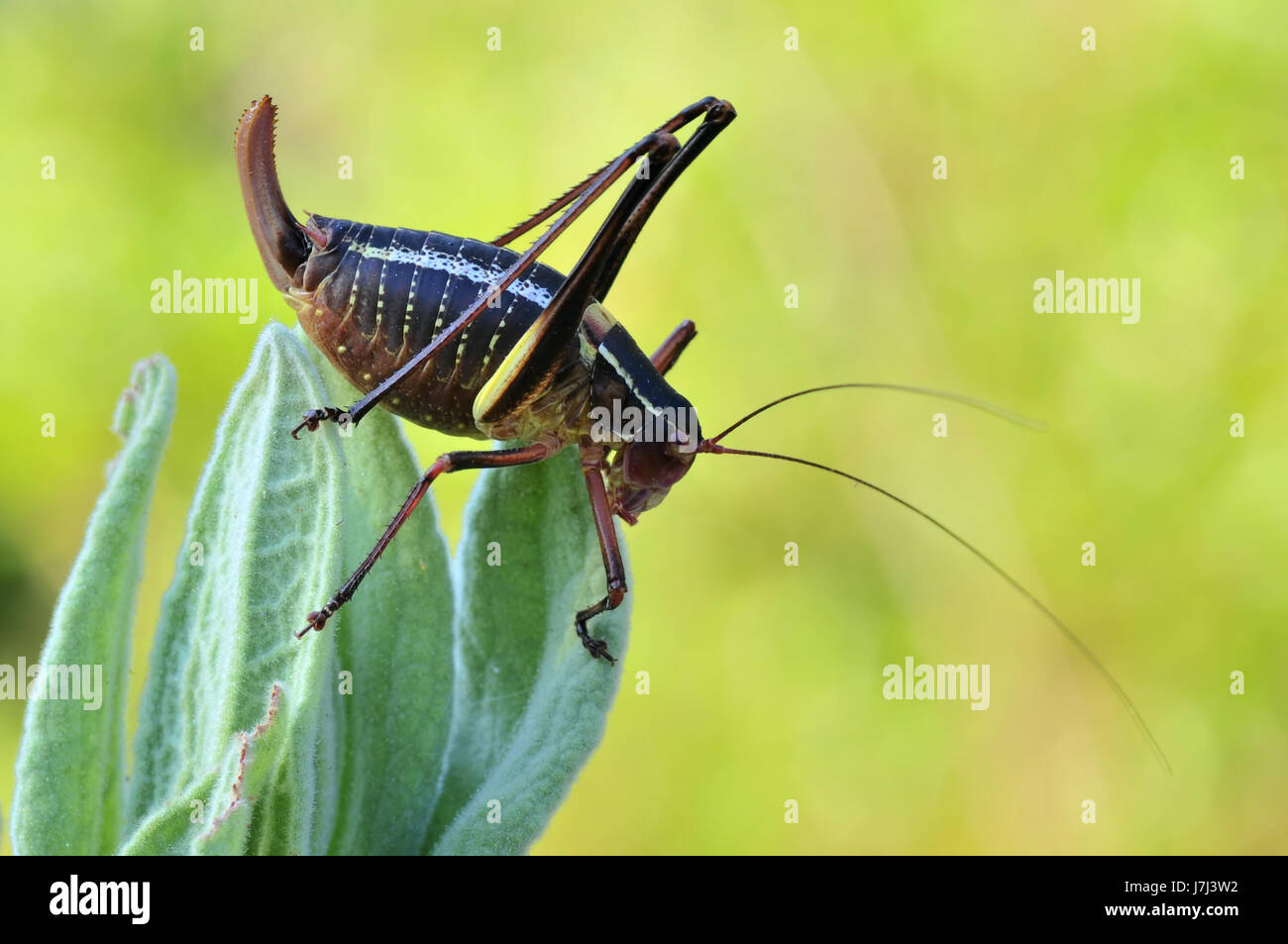 Animale ninfa insetto macro close-up di ammissione macro close up visualizza dettagli park Foto Stock