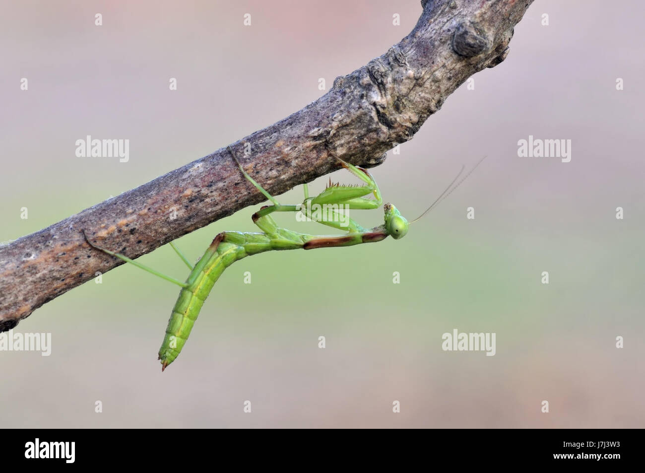 Insetti animali macro close-up di ammissione macro vista ravvicinata di insetto di origine animale Foto Stock