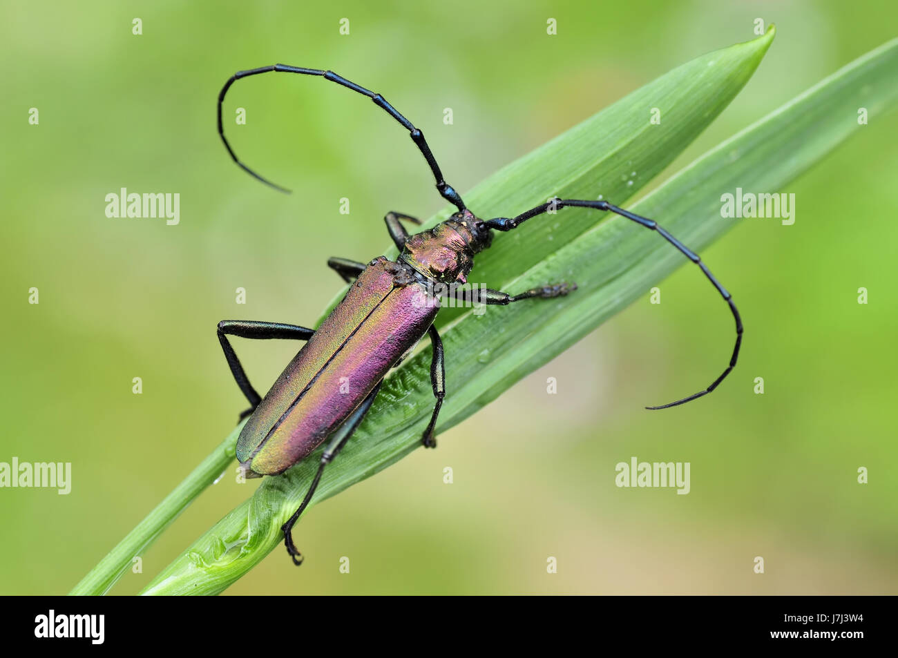 Insetti animali buck beetle macro close-up di ammissione macro close up visualizza dettagli Foto Stock