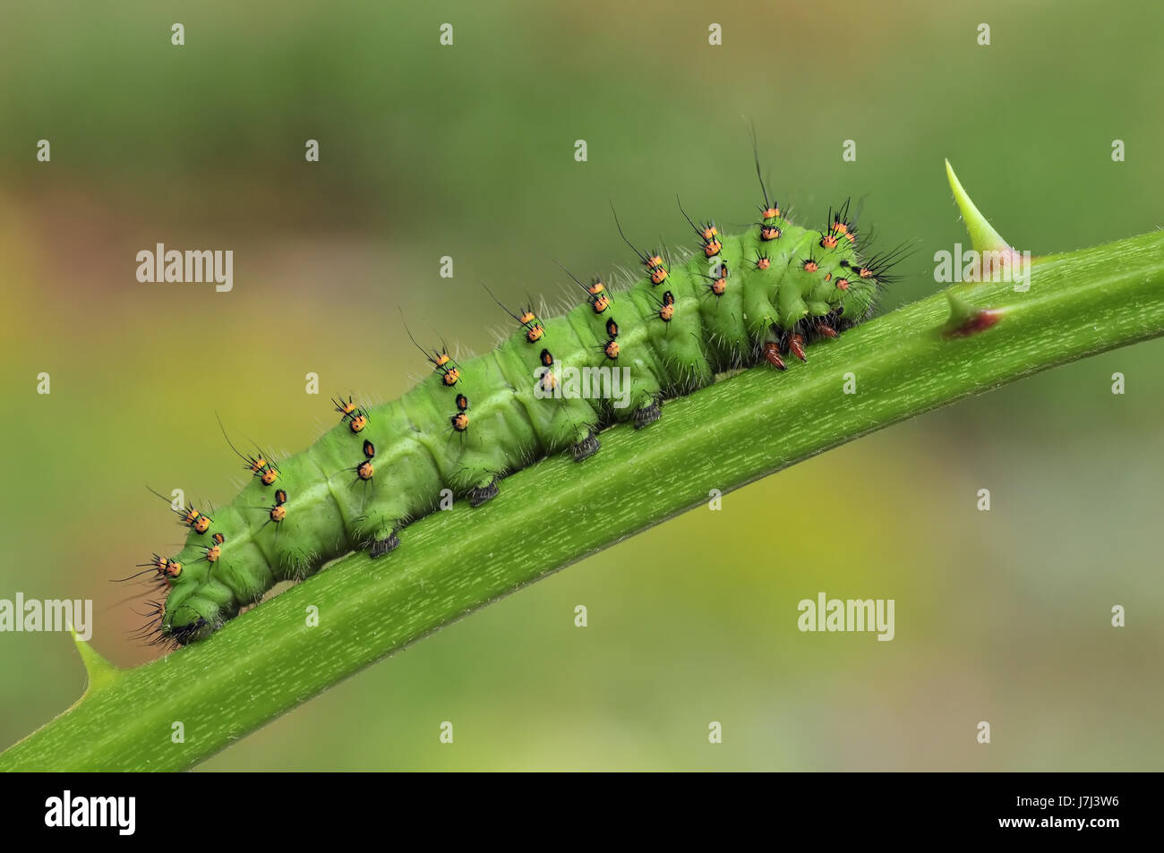 Animale caterpillar insetto larva macro close-up di ammissione macro vista ravvicinata Foto Stock