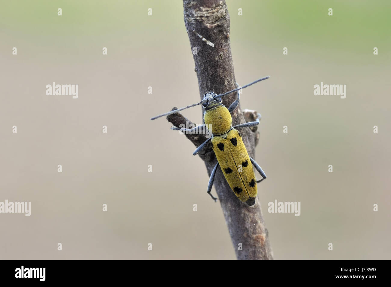 Animali coleottero insetti macro close-up di ammissione macro close up visualizza dettagli park Foto Stock