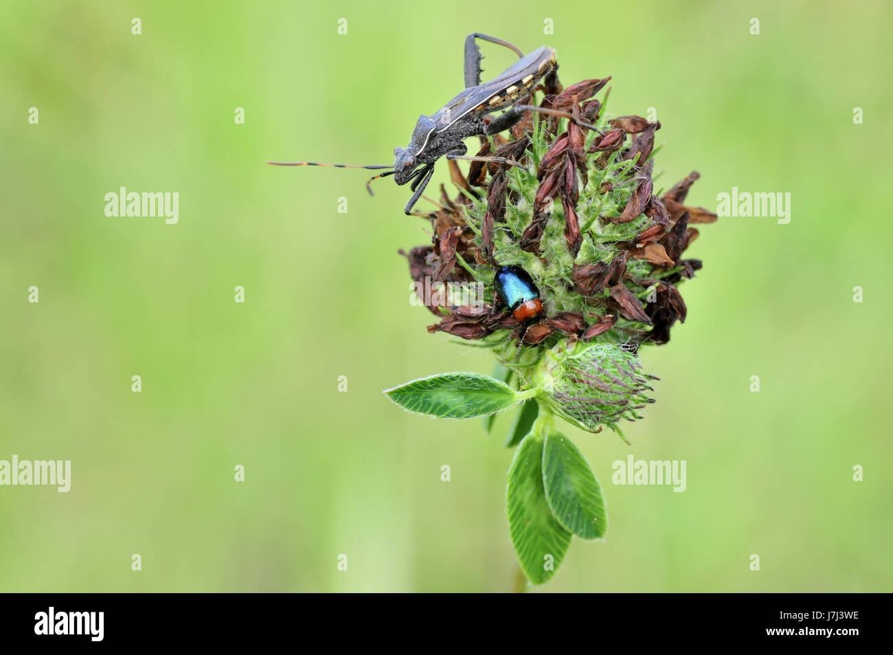 Insetto animale beetle bug macro close-up di ammissione macro close up visualizza dettagli Foto Stock