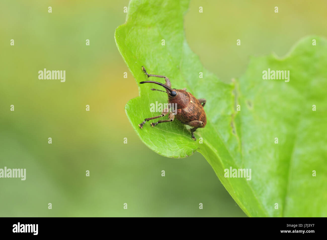 Foglia insetto animale beetle oak proboscide curculione leaf macro close-up macro Foto Stock