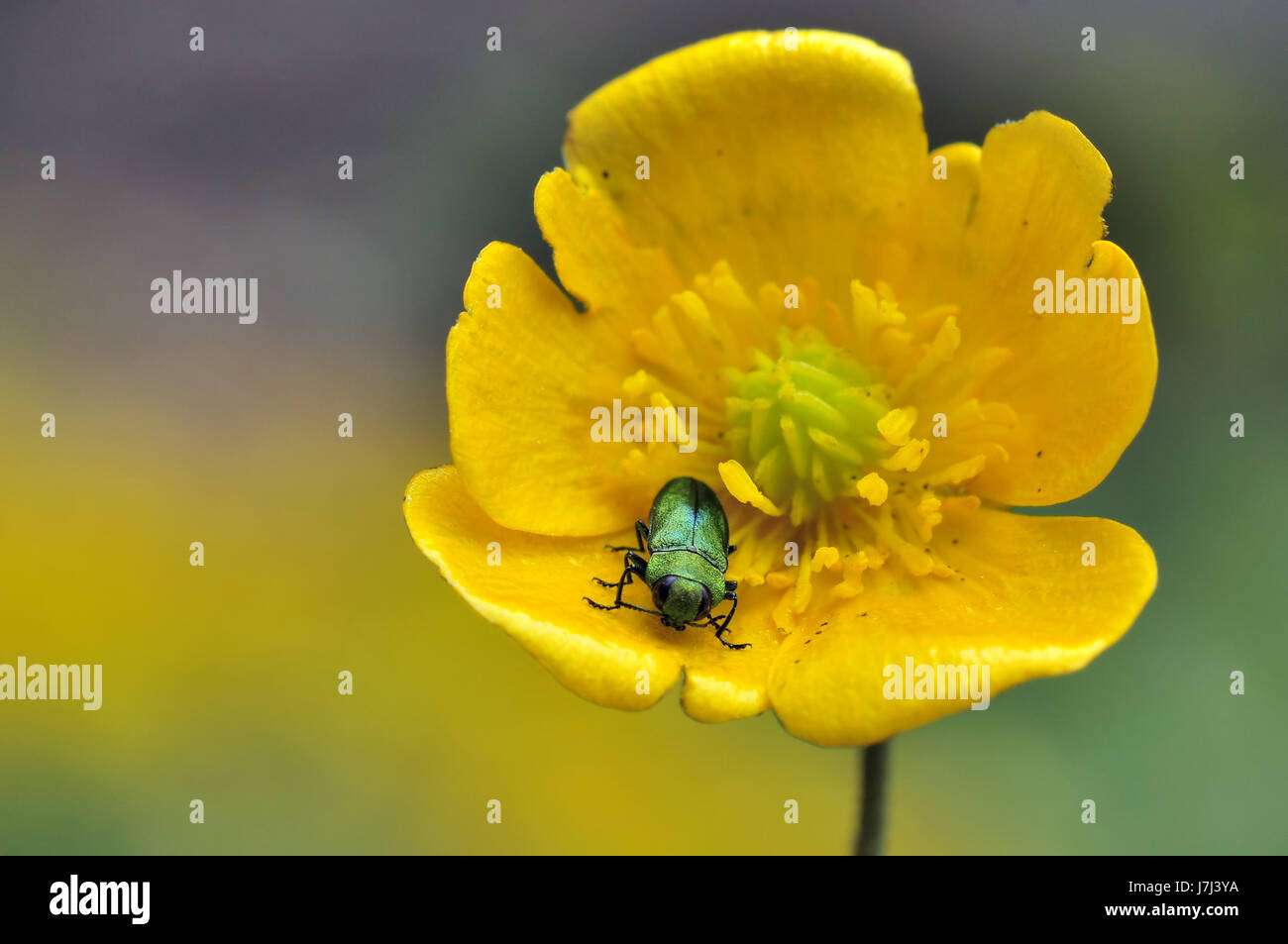 Insetto animale Piante e fiori bloom blossom fiorire fiorente beetle macro Foto Stock