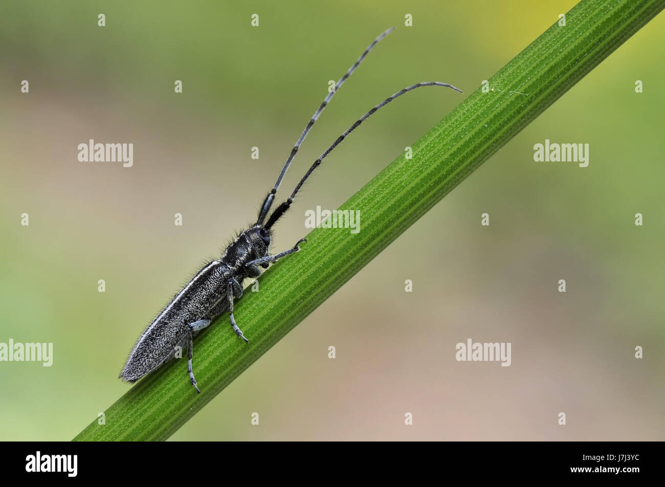 Coleottero di insetto thistle minore macro close-up di ammissione macro vista ravvicinata Foto Stock