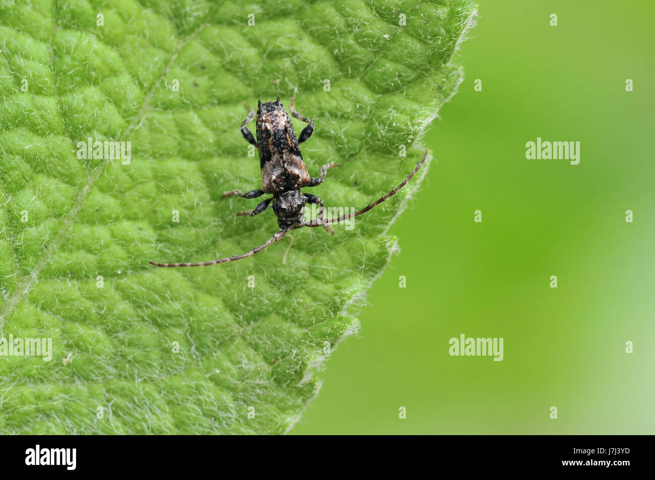 Beetle foglia thornier macro close-up di ammissione macro close up visualizza dettagli park Foto Stock