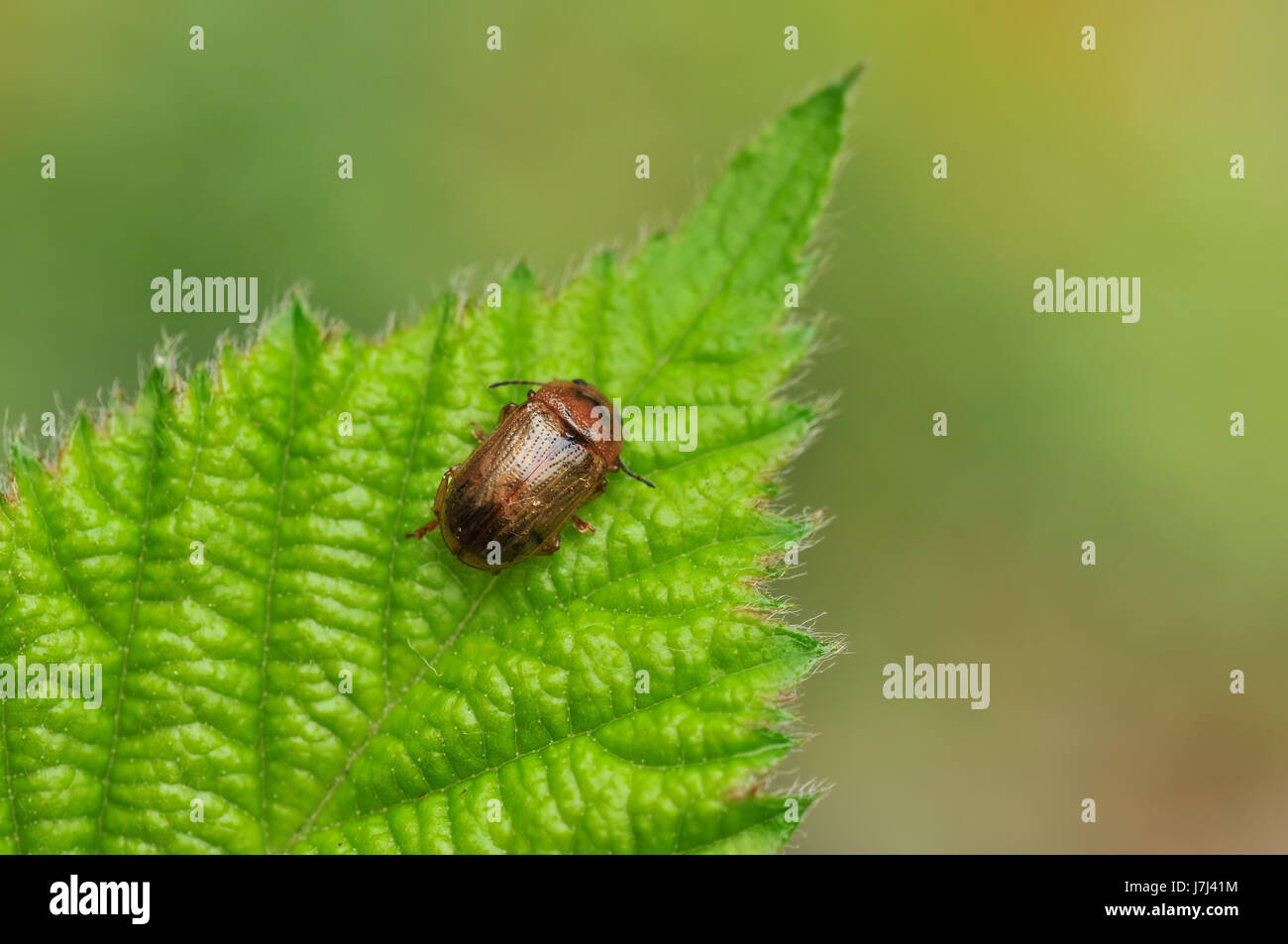 Animale di foglia di insetti foglia beetle macro close-up di ammissione macro vista ravvicinata Foto Stock