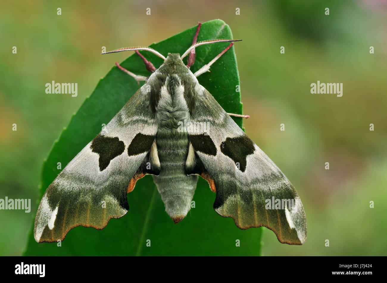 Insetti farfalle appassionato di falena macro close-up di ammissione macro vista ravvicinata Foto Stock