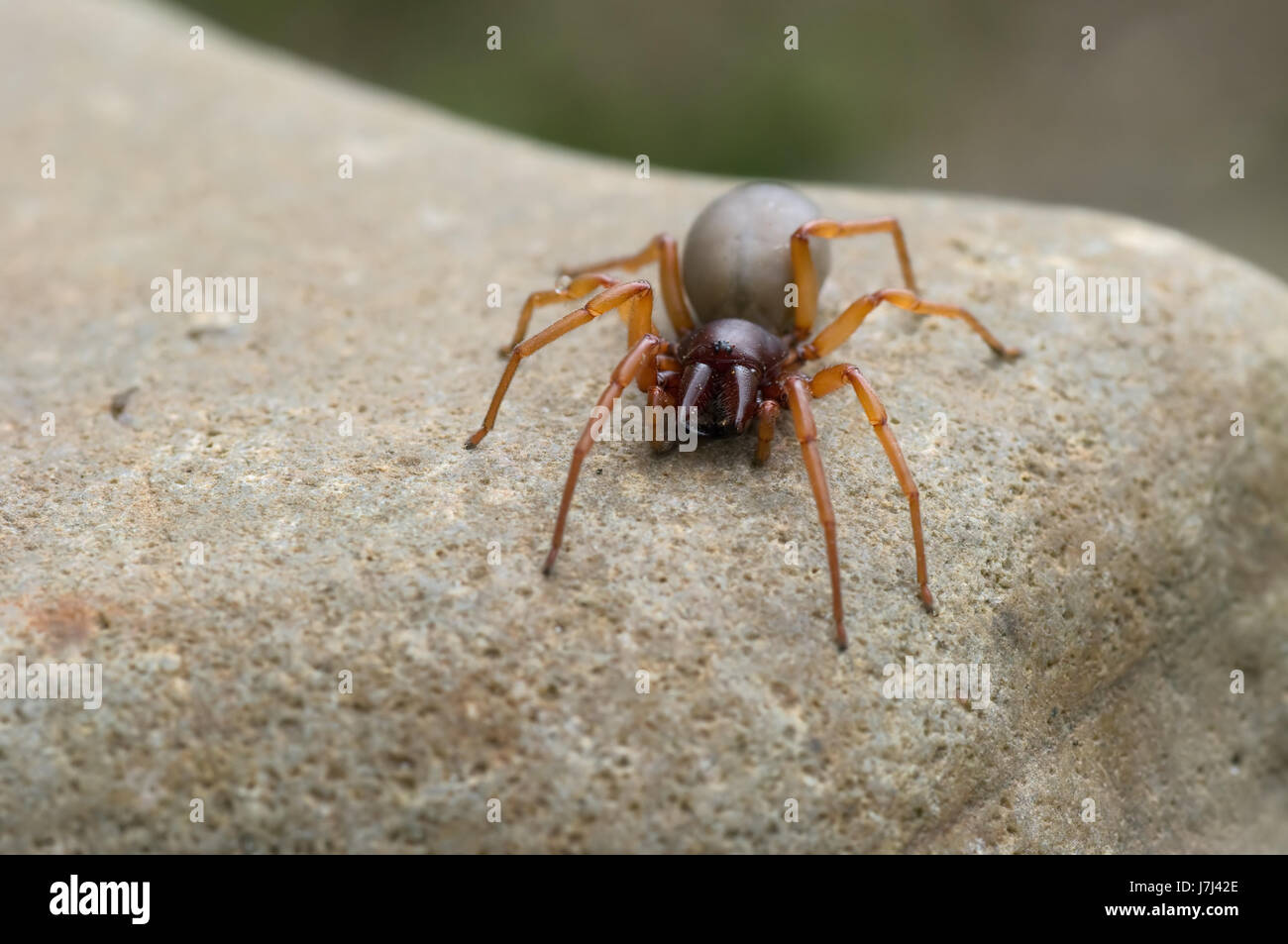 Animali ragno insetto predatore bandit raider macro close-up di ammissione macro Foto Stock