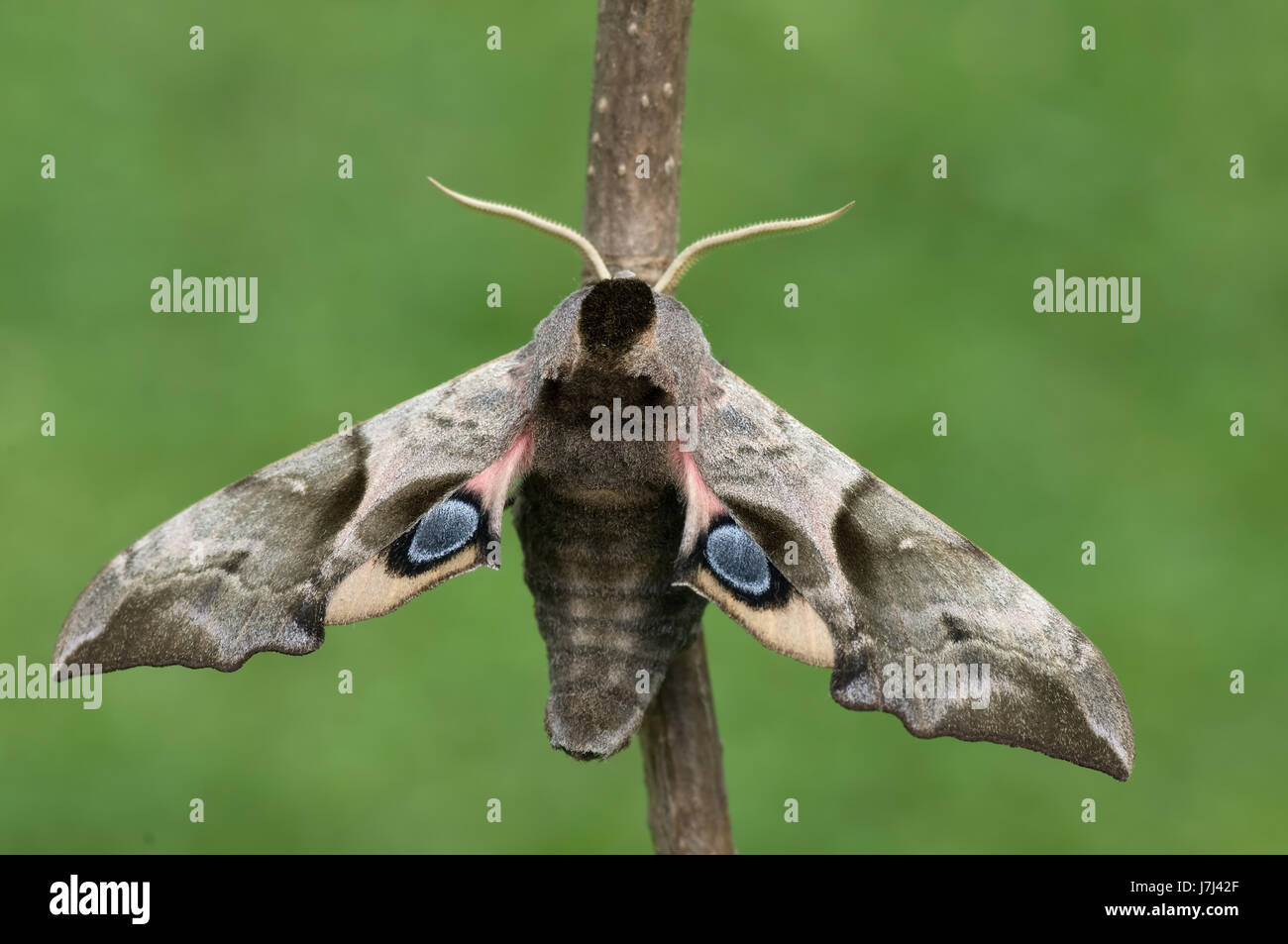 Insetti animali butterfly appassionato di falena macro close-up di ammissione macro close Foto Stock