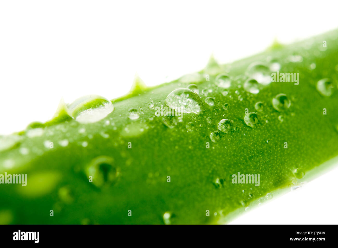 Chiudere il cibo aliment leaf macro close-up di ammissione macro close up visualizza singola Foto Stock