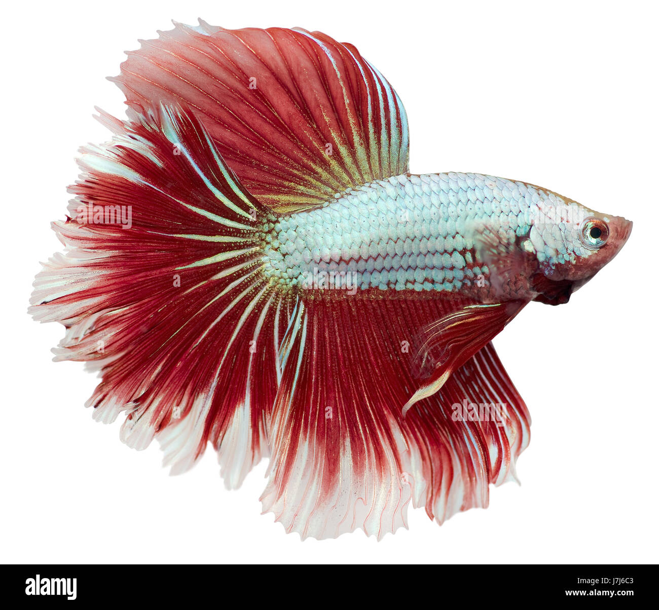 Isolato isolato di pesce Pesce in PET bianco rosso Betta splendens pesce figthing Foto Stock