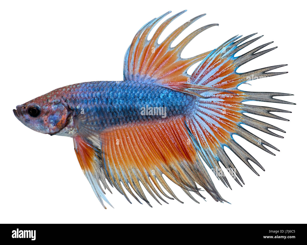Isolate il pesce in pet blu pet isolata arancione pesci pesci tropicali Betta splendens Foto Stock