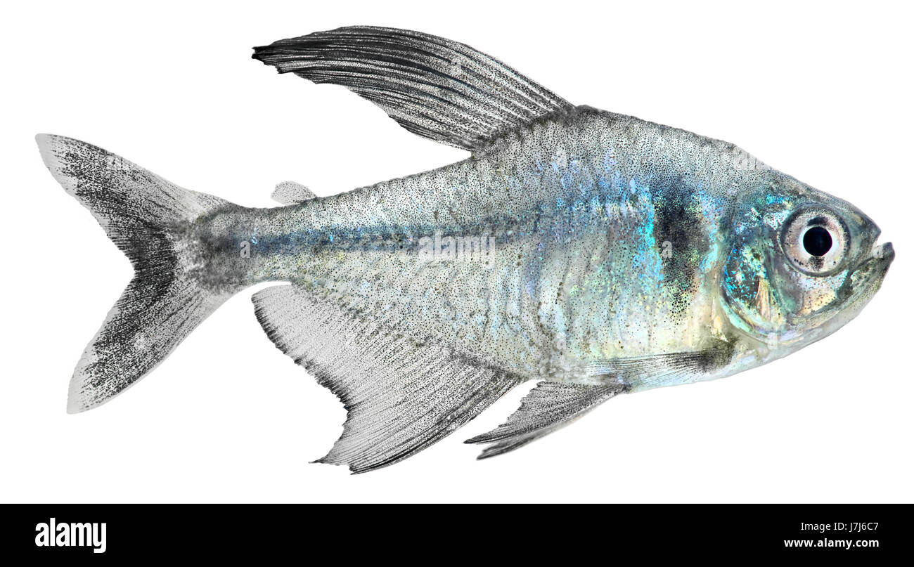 Pesci di acquario argento acqua fresca acqua grafica pittografica cospicua Foto Stock