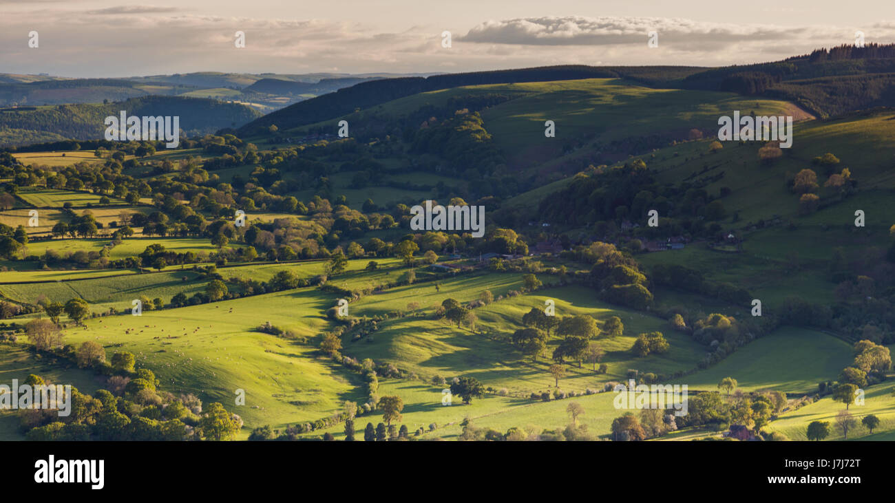 Luce del sole serale evidenziazione di alberi sui fianchi orientali della lunga Mynd, vicino a Church Stretton, Shropshire, Inghilterra Foto Stock