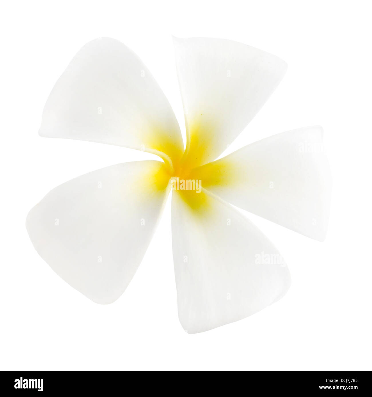 Chiudere bella beauteously simpatico oggetto macro close-up di ammissione macro close up Foto Stock