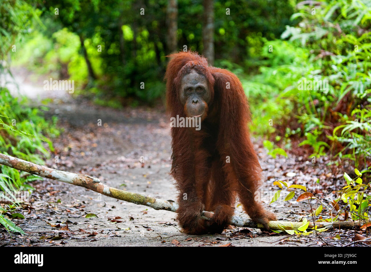 Oranghi allo stato brado. Indonesia. L'isola di Kalimantan (Borneo). Foto Stock