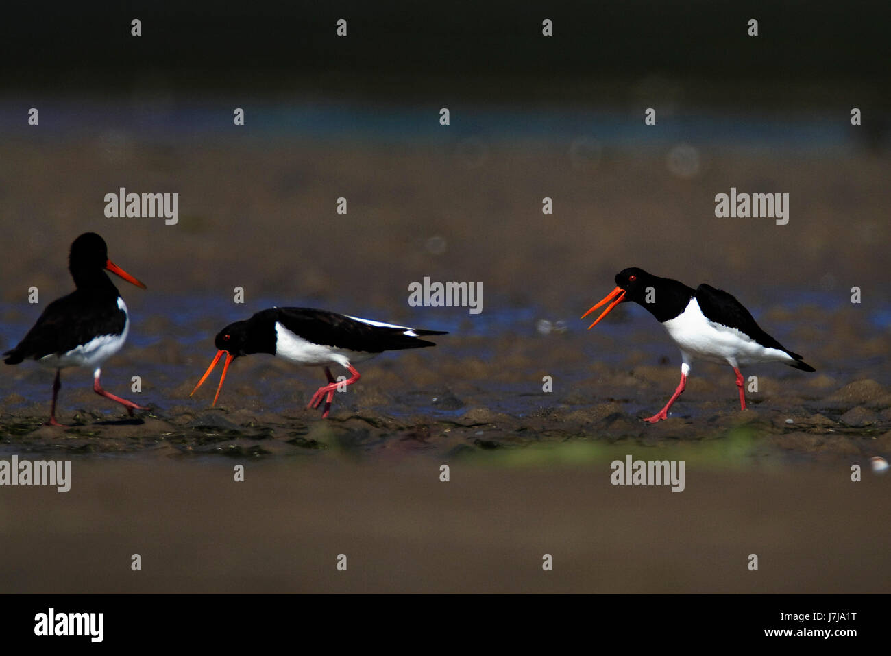 Oystercatchers dal delta del Neretva, Croazia Foto Stock