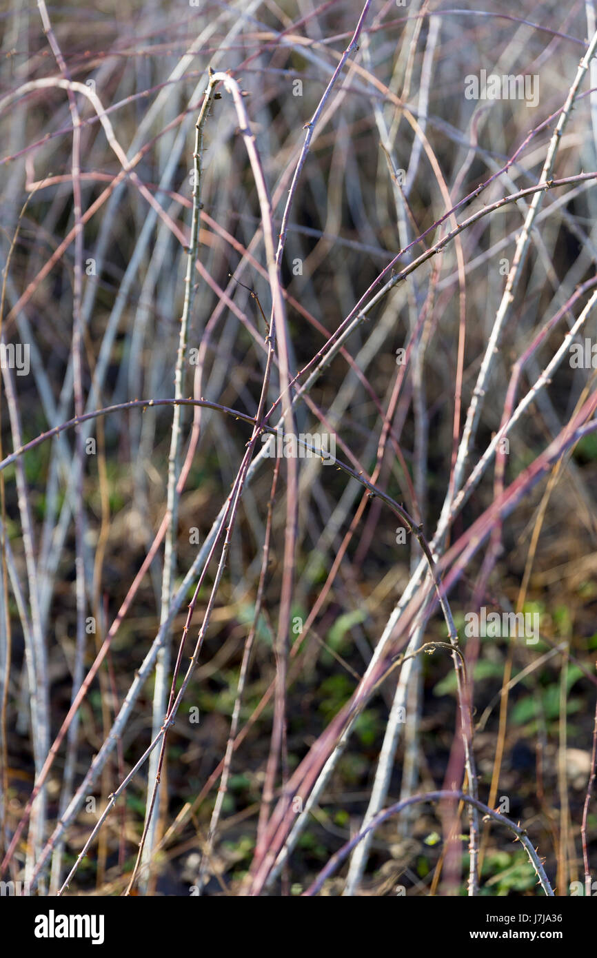 I grappoli di un albero di vite. Foto Stock
