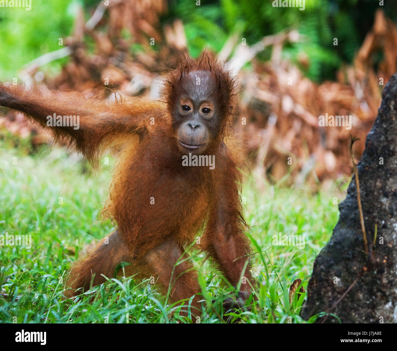 Un bambino di orangotango in natura. Indonesia. L'isola di Kalimantan (Borneo). Foto Stock