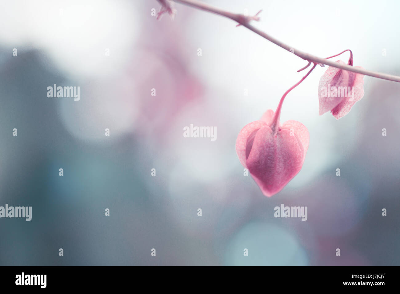 In stile vintage di corallo di piante di vite con sfocatura sullo sfondo Foto Stock