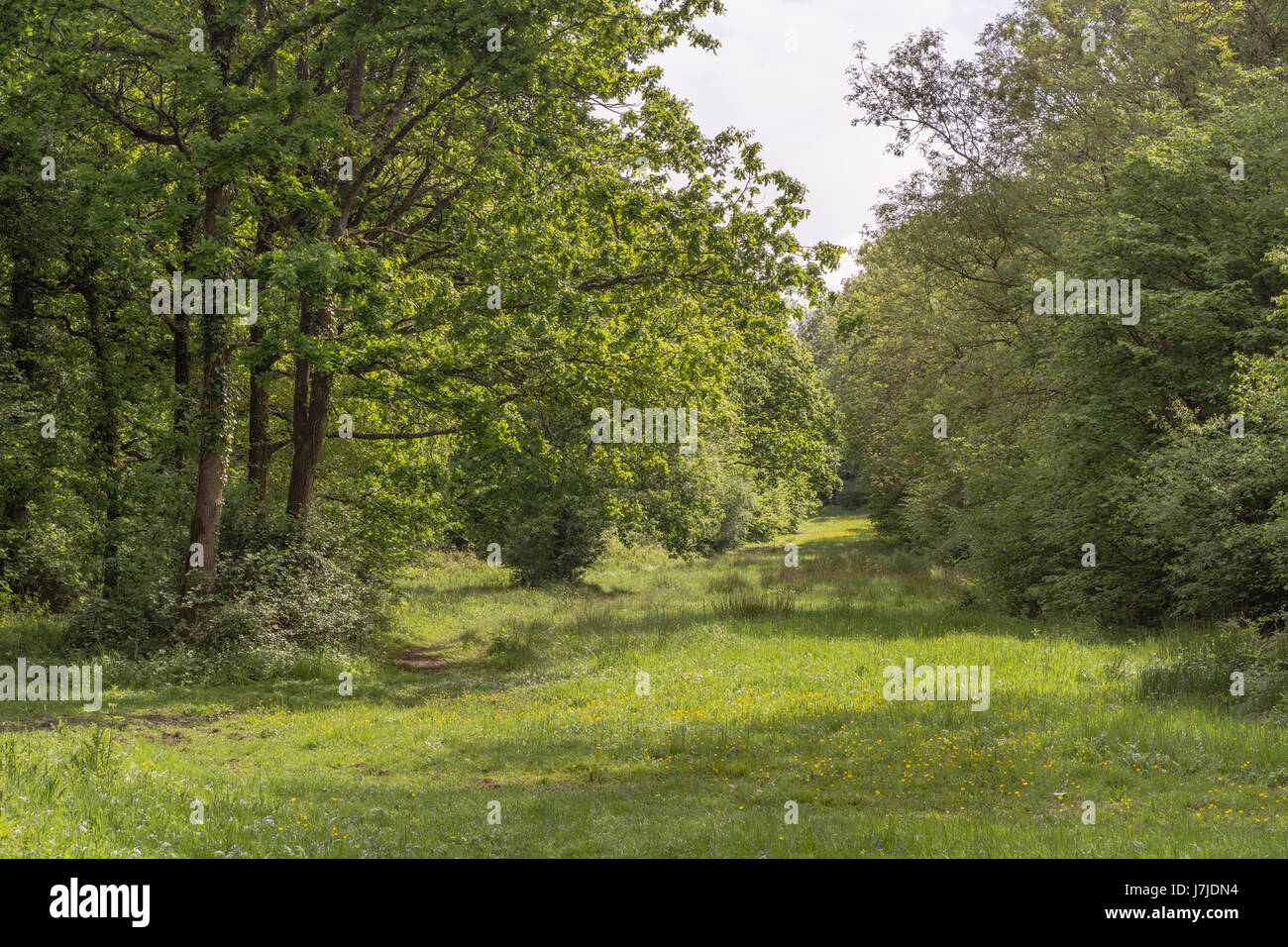 Bosco umido giro in boschi inferiore riserva naturale. Erba palustre percorso attraverso antichi boschi gestiti da Gloucestershire Wildlife Trust, England, Regno Unito Foto Stock