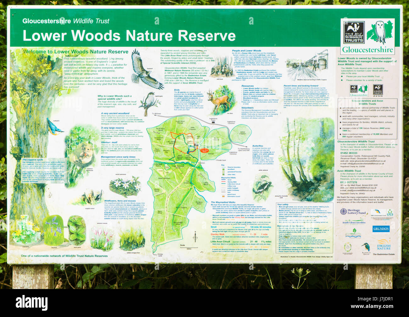 Abbassare i boschi della Riserva Naturale della scheda informazioni. Visualizzazione illustrata delle specie e la mappa ad ingresso a Gloucestershire Wildlife Trust è la proprietà più grande Foto Stock