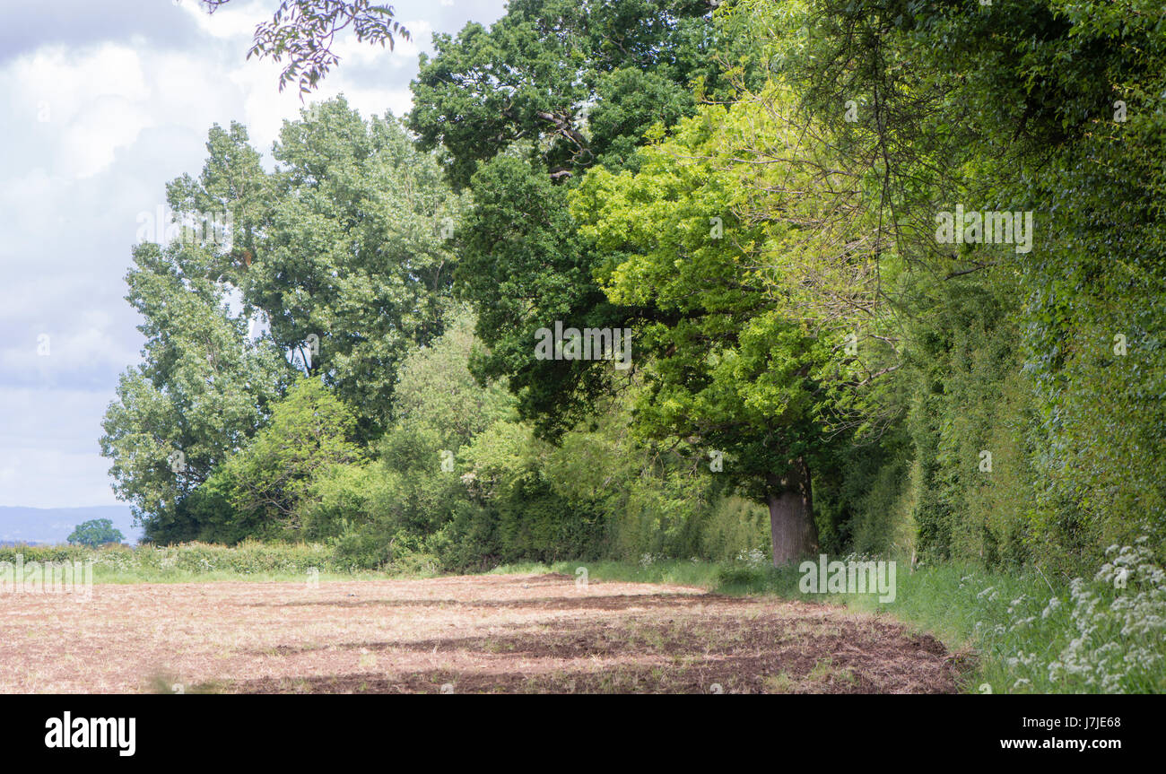 British antichi boschi di battuta del bordo dei seminativi. Stretti della zona di transizione tra i boschi inferiore e un campo che mostra brusca variazione di flora e di uso del suolo Foto Stock
