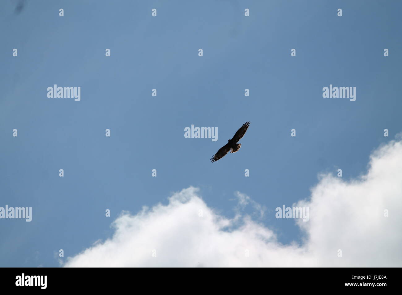 Big black eagle soar in puro molla blu cielo Foto Stock