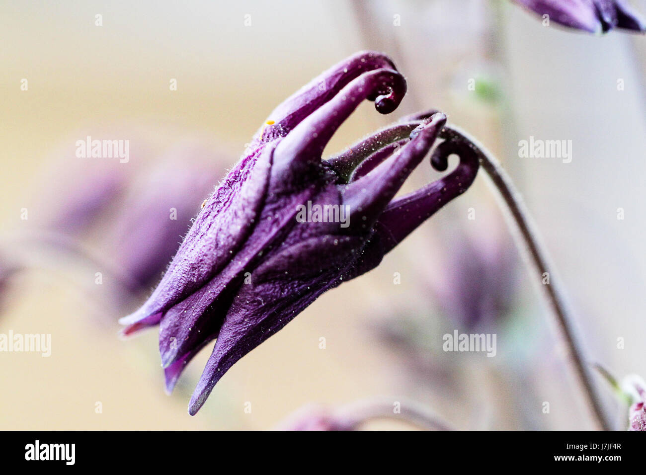 Vista dettagliata del Deep Purple Columbine flower bud. Insolito cercando bud assomiglia alla testa di un dragone prima che si apre in un cofano a forma di fiore. Foto Stock