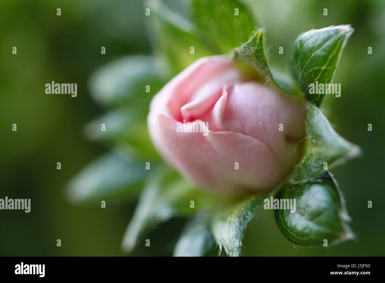 Primo piano di un ibrido fiore di fragola. Una rosa-simili, delicato bocciolo di rosa viene visualizzato durante la fase di fioritura. Le fragole apparirà in circa un mese. Foto Stock
