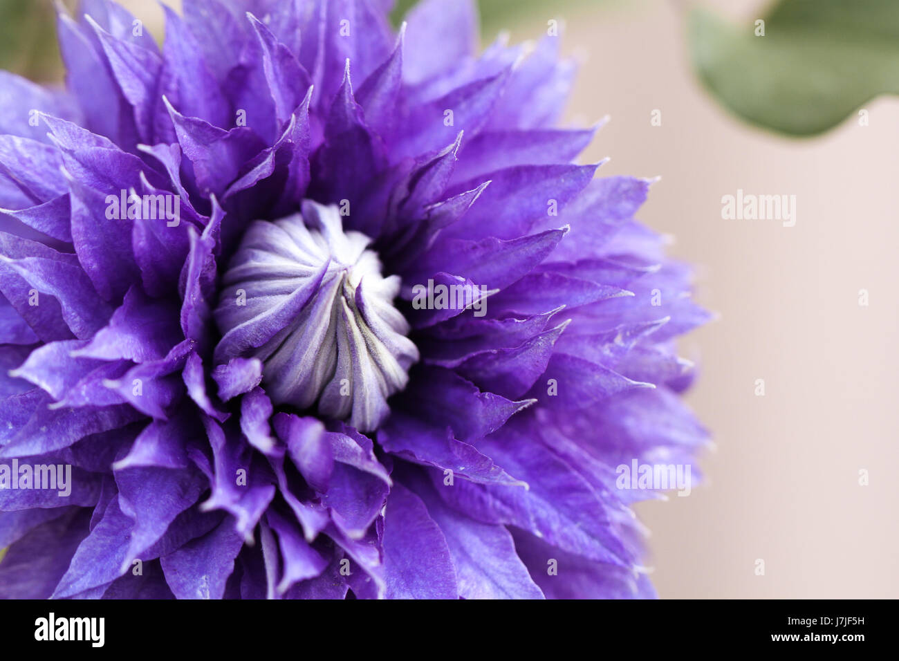 Clematis Multi blu. Primo piano della grande fiore capo di un clematide fiore. Bella, nastro cartaceo-blu petali sono quasi traslucido in sun. Foto Stock