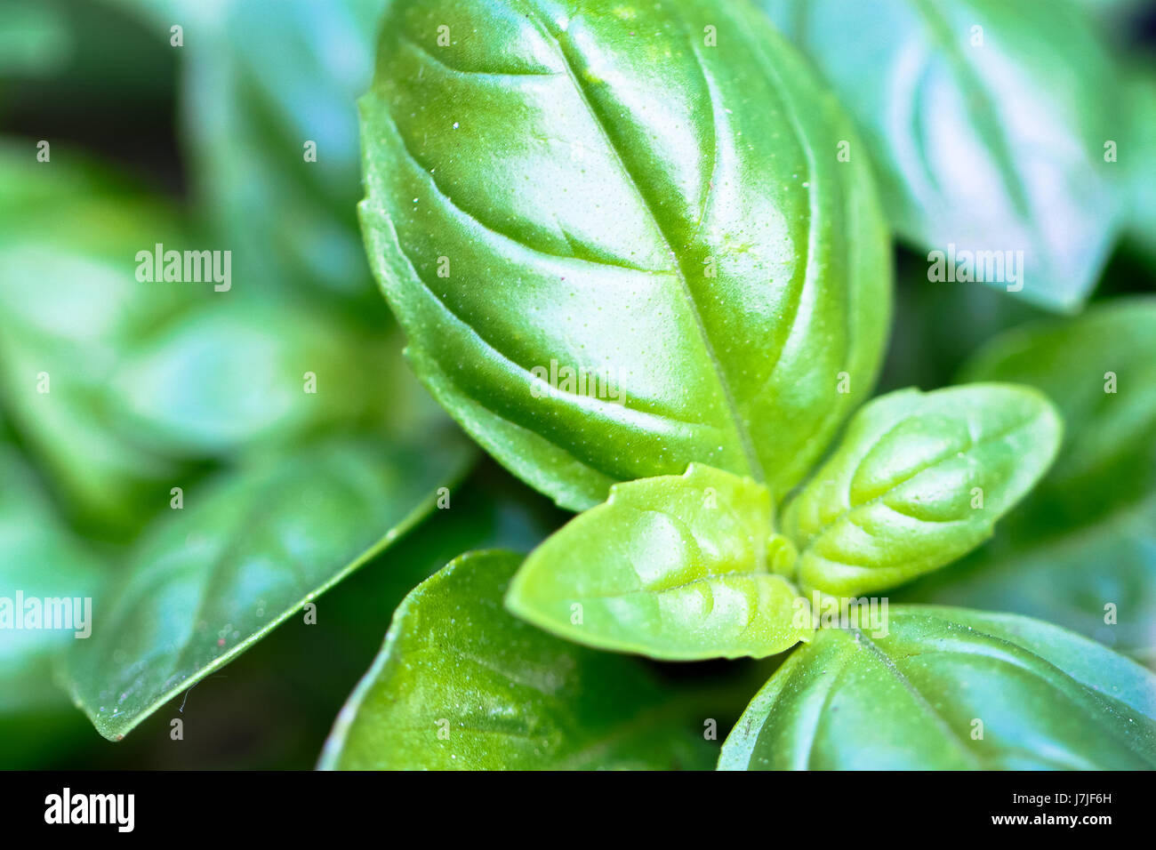Closup della sommità di una pianta di basilico che cresce in un ristorante giardino. Foto Stock