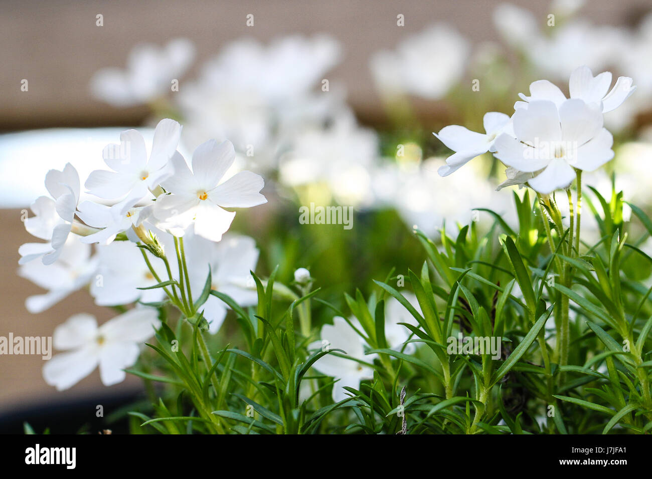 Phlox subulata. Primo piano di minuscoli fiori bianco su verde brillante gambi di un Moss Phlox pianta con la mattina presto sun entrando da dietro il recinto rotaie. Foto Stock
