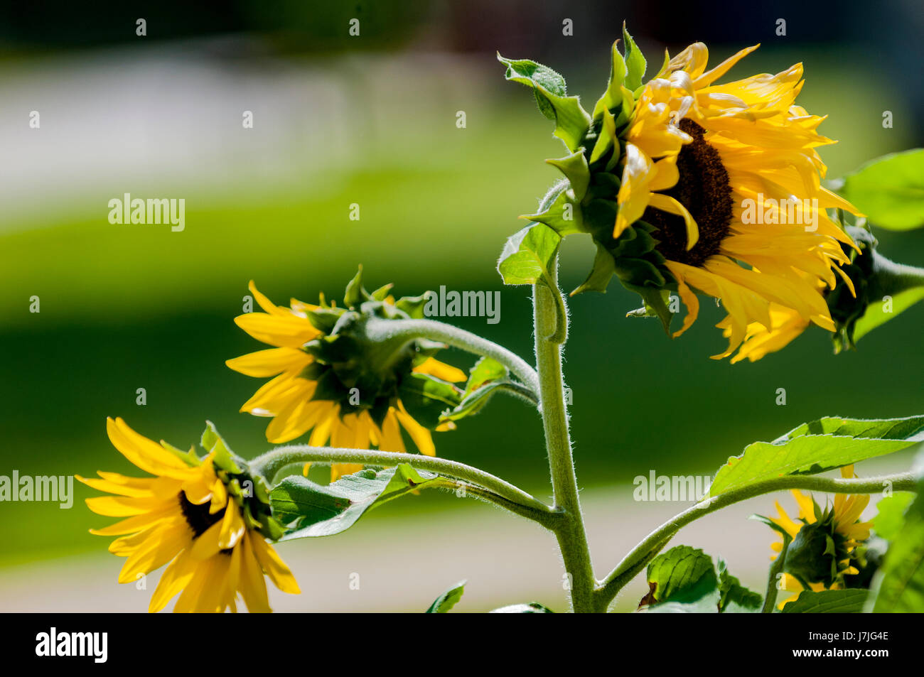 Girasoli in posizione di parcheggio Foto Stock