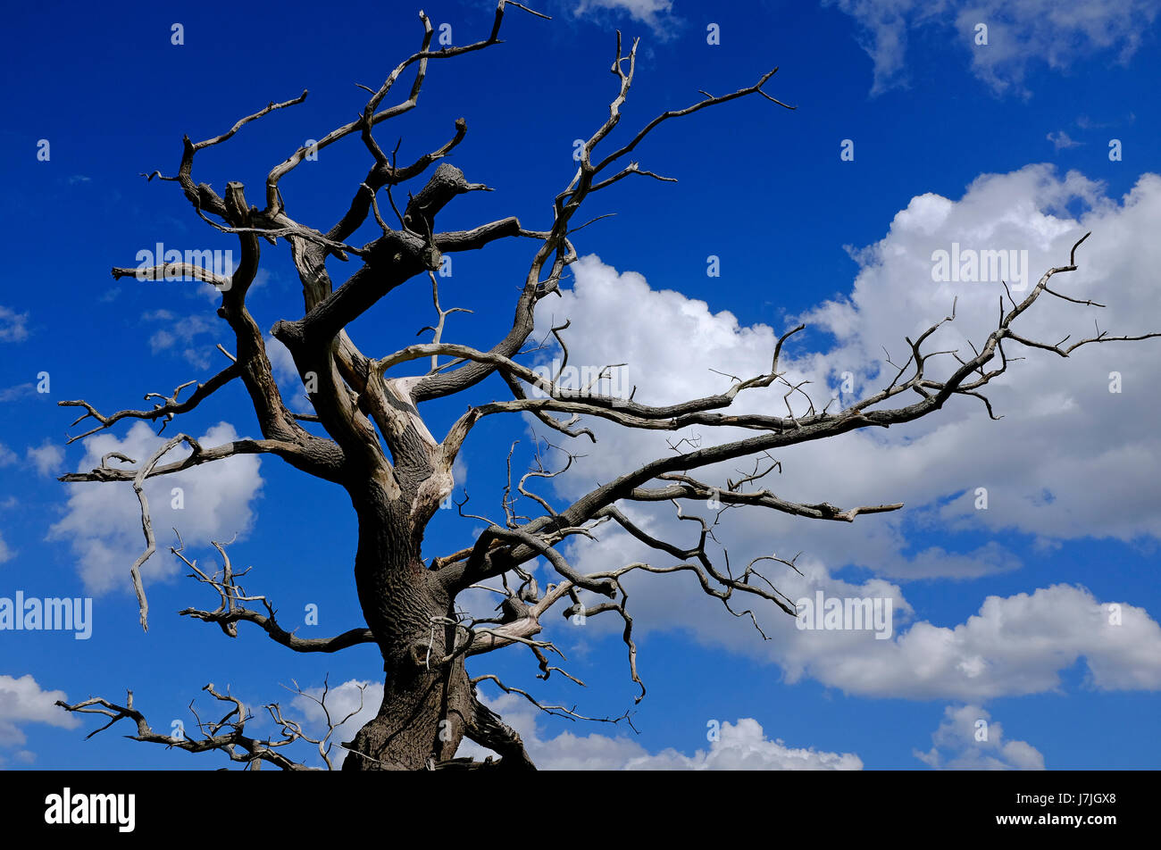 Albero colpito da un fulmine, Norfolk, Inghilterra Foto Stock