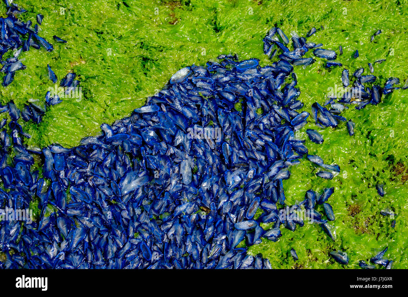 Velella, blu brillante creature del mare, Sardegna, Italia Foto Stock